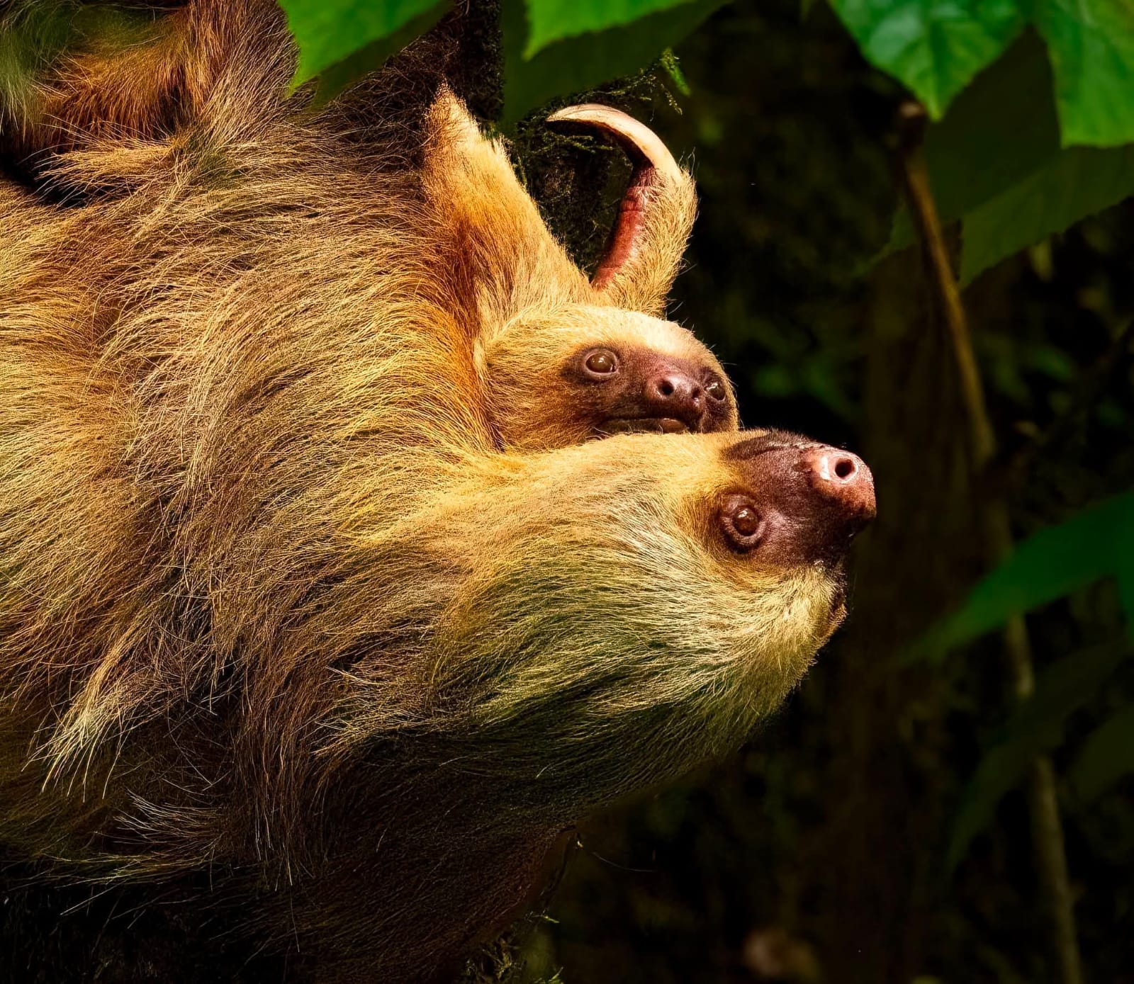 Rio Celeste Waterfall Hike & Sloth Observation photo 3