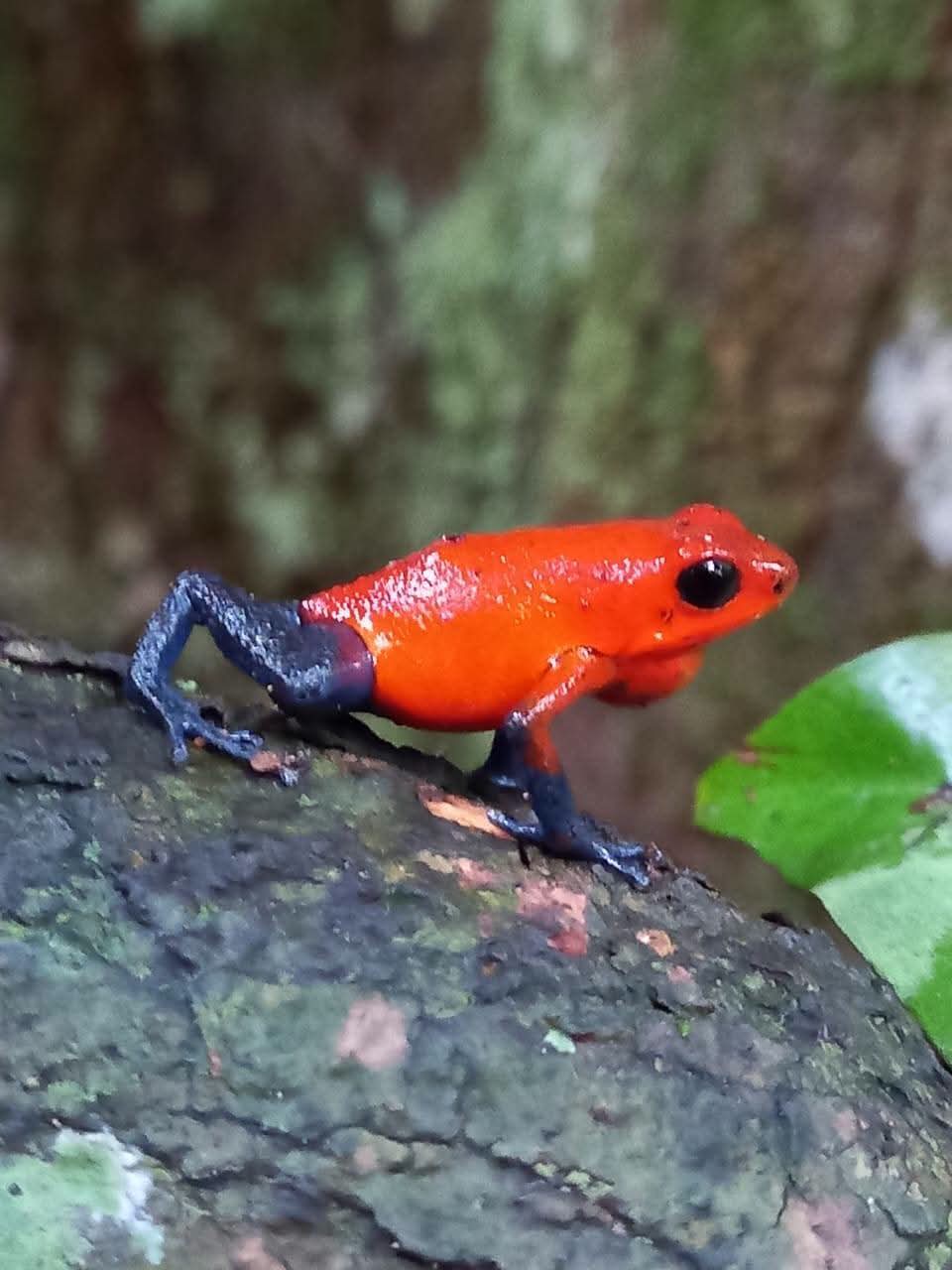 Rio Celeste Waterfall Hike & Sloth Observation photo 4