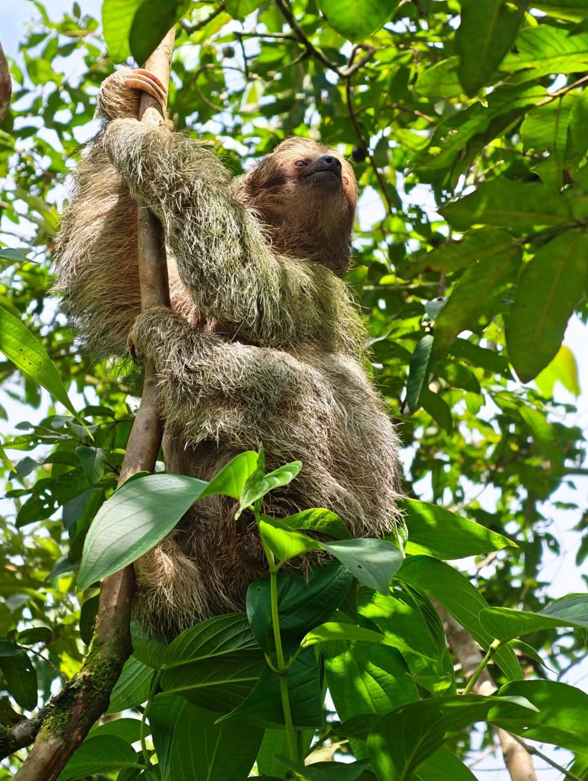 Full-Day Volcano, Hot Springs & Rainforest photo 7